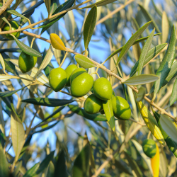 08-vina-las-ninas-olive-tree-DSC_6659